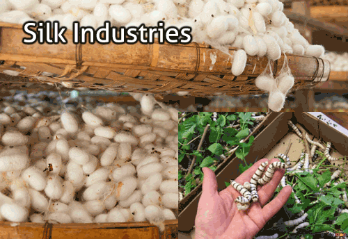 Cabinet apprised of MoU between India & Japan for collaborative research in the field of silkworm and silk industries
