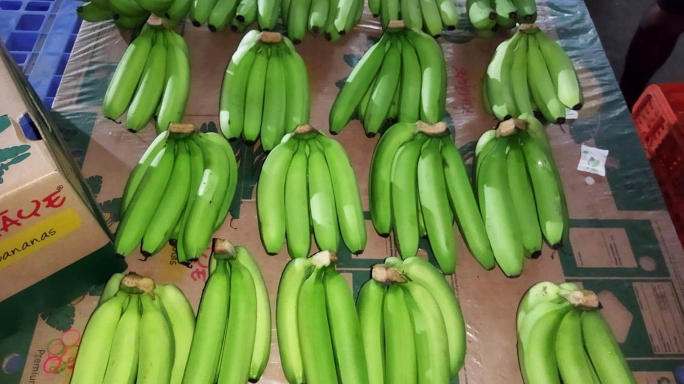 APEDA Facilitates First Trial Shipments Of Bananas To Netherlands Via Sea