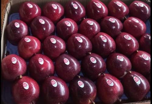 Himachal varieties to be showcased at Apple Promotion Programme by Al Jajira Group in Bahrain