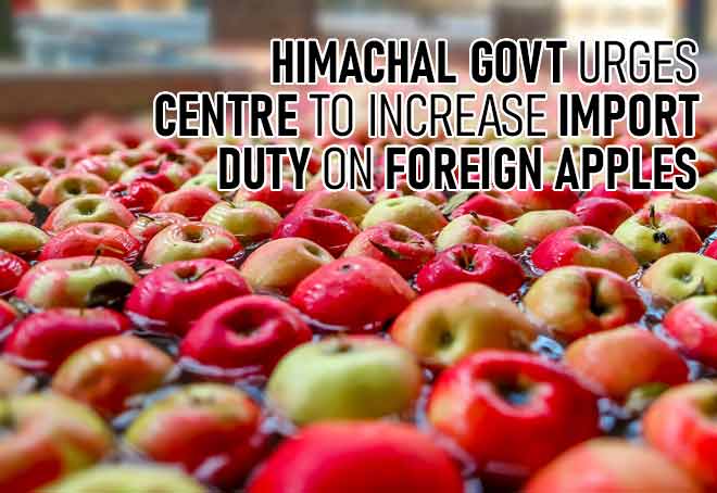 Himachal govt urges Centre to increase import duty on foreign apples