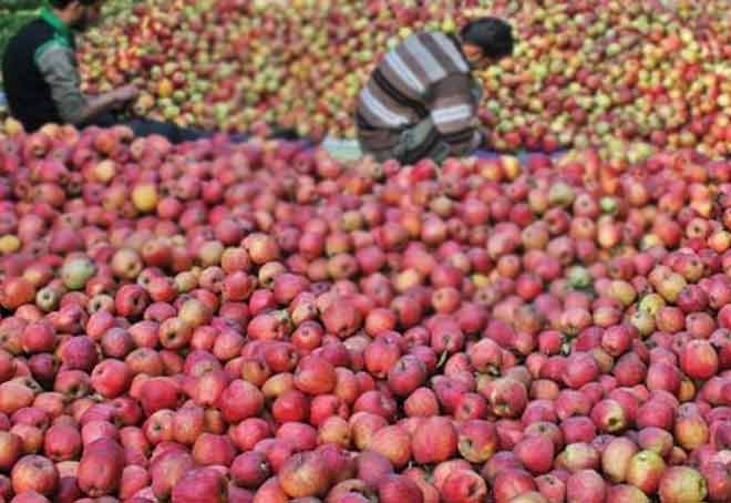 Apple growers in J&K worried as govt reduced import duty on Washington apples