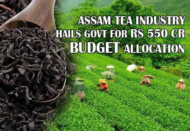 Assam Tea Industry hails govt for Rs 550 cr budget allocation