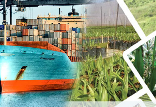 Falling agri export matter of serious concern: TPCI Chairman