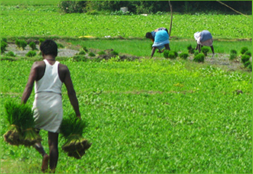 Govt puts forth Draft Agri Export policy, invites suggestions/feedback