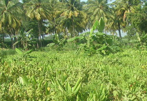 14,491 ha area of A&N Islands to be conferred with organic certification under Large Area Certification scheme