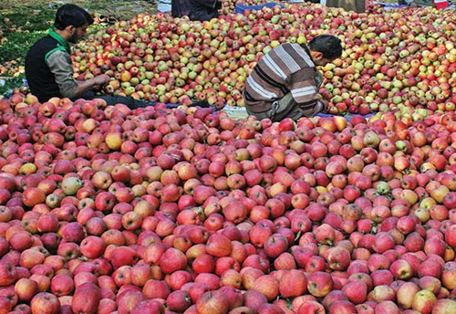 Govt extends Market Intervention Scheme for procurement of apples in Jammu and Kashmir