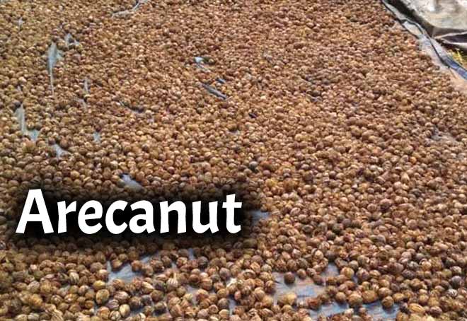 Karnataka Arecanut growers seek curb on imports to boost local production