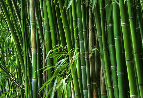 ABRPL appoints NSIC as Marketing Partner to source bamboo from various states of North East region to create & develop MSMEs