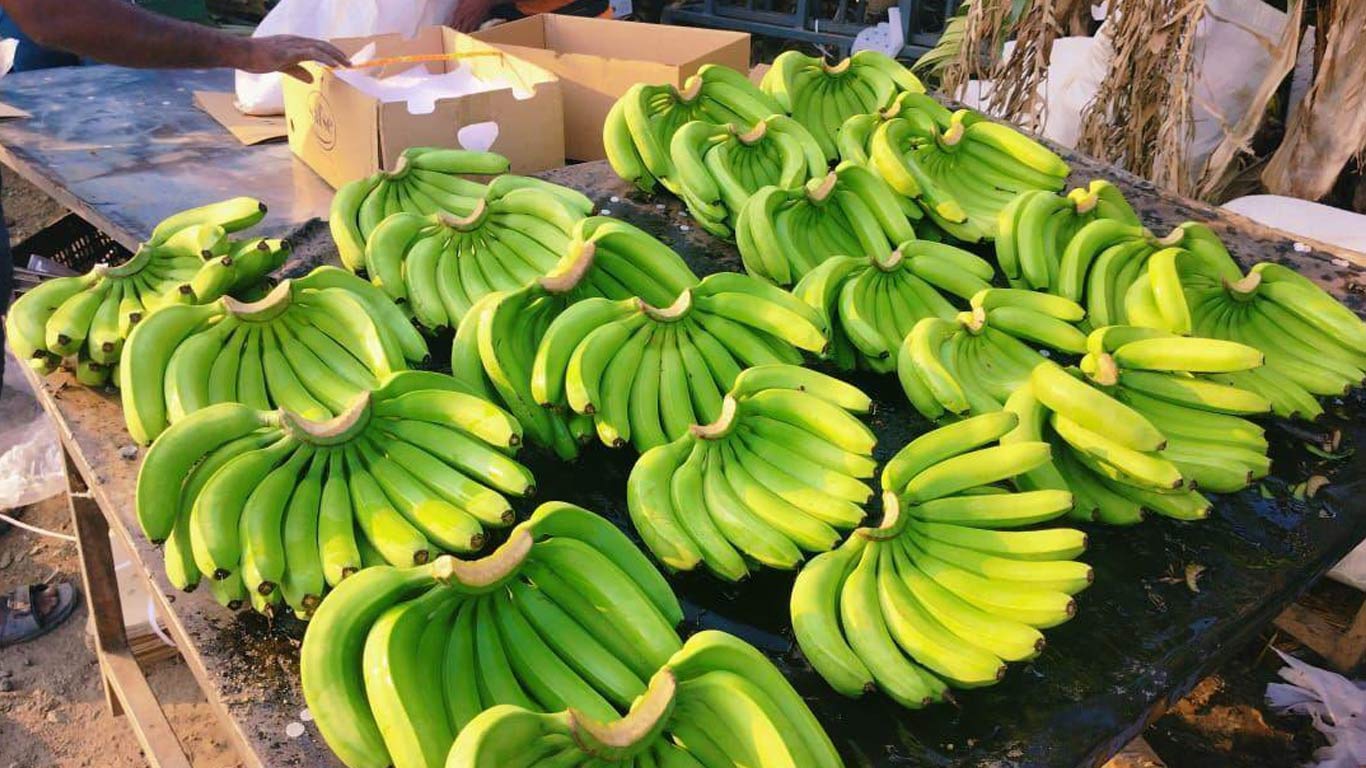 Indian Banana Exports Find Way To Russia As Middle East Crisis Clogs Trade Routes