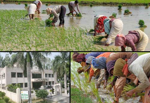 BEDF trains farmers to grow high quality basmati rice to boost export