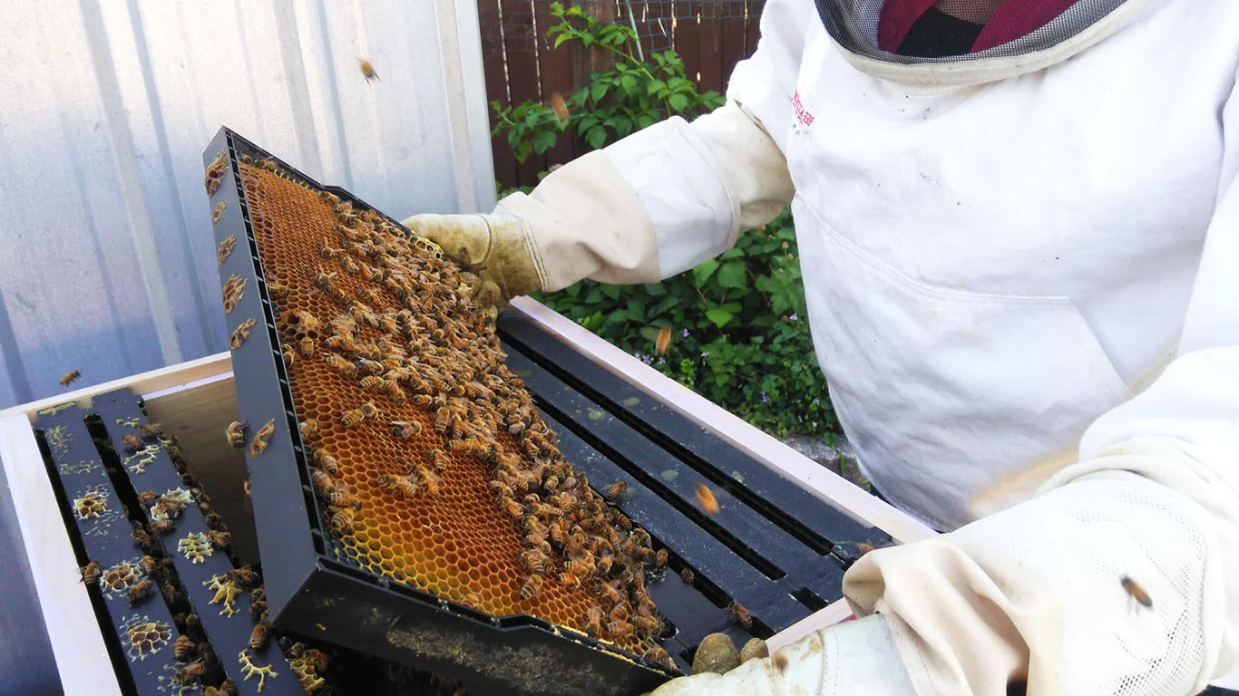 Kerala Agri Minister To Inaugurate Beekeeping Equipment Manufacturing Unit In Kalavamkodam Today