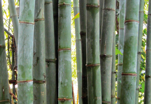 Union Cabinet clears exemption of ‘bamboo’ from Indian forest act