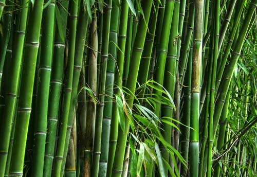 MSME Ministry gave nod to 41 bamboo clusters worth Rs 98.64 cr since 2014