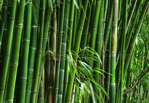 Tripura to appoint consultants to expand bamboo cultivation