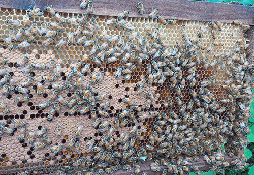 KVIC installs bee boxes with bee colonies at SPG Campus in Dwarka