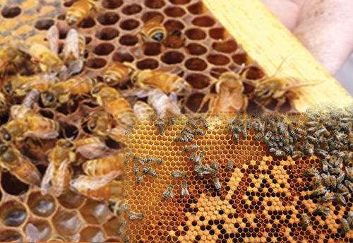 KVIC to distribute 75000 bee-boxes to promote bee keeping-employment
