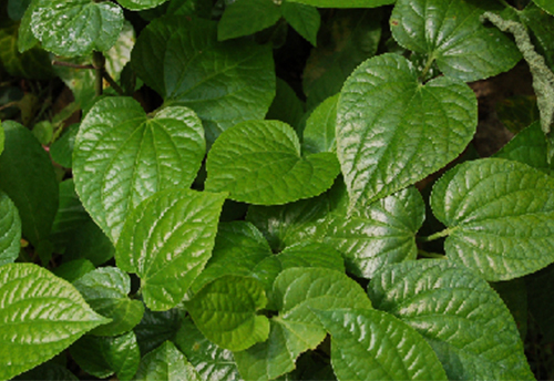 Export of betel leaves to EU subject to registration with APEDA now