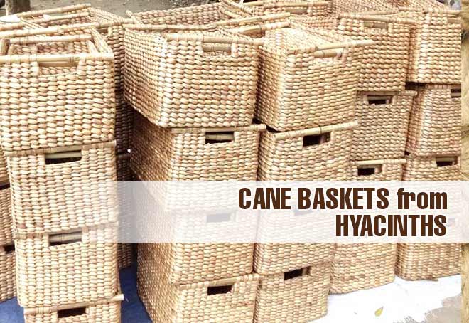 Kolkata Municipality encourages manufacturing of cane basket from hyacinths