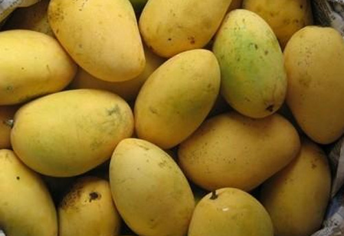 For the first time UP’s Chausa mangoes takes a sea route to reach Italy via Spain; cost comes down from Rs 120/ kg to Rs 28/ kg