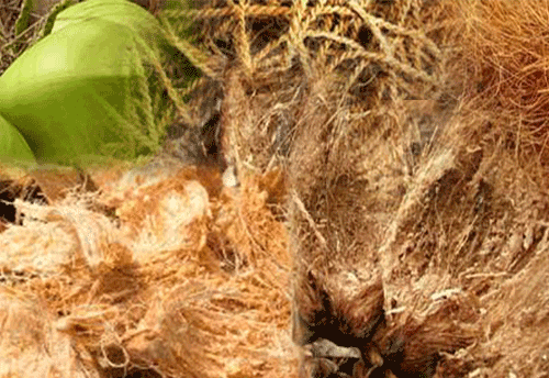 Coir Industry hit hard as water crises continue in TN and Kerala