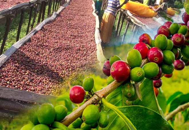 Nagaland takes big strides to increase Coffee cultivation to 50,000 hectares by 2030; boost exports