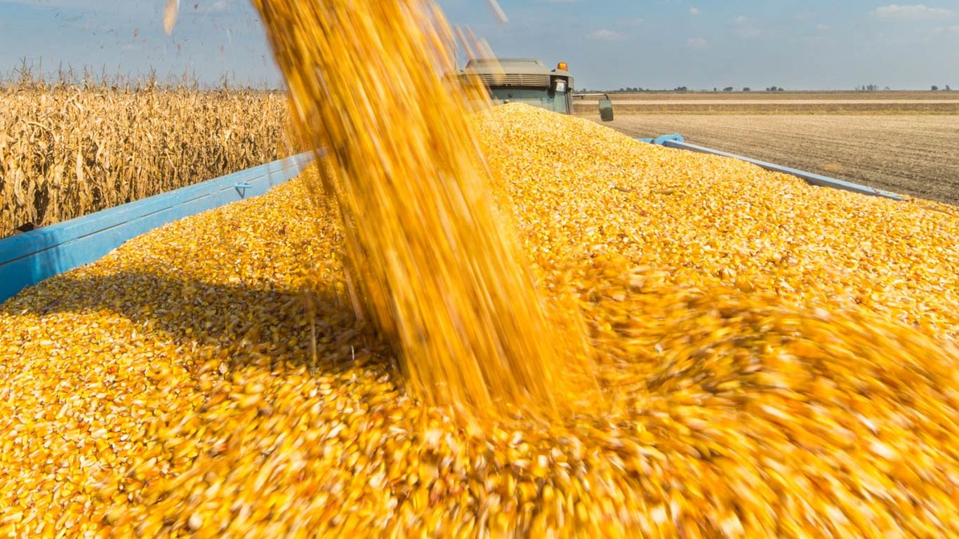 Strong Domestic Demand & Higher Prices Drag Corn Exports From India