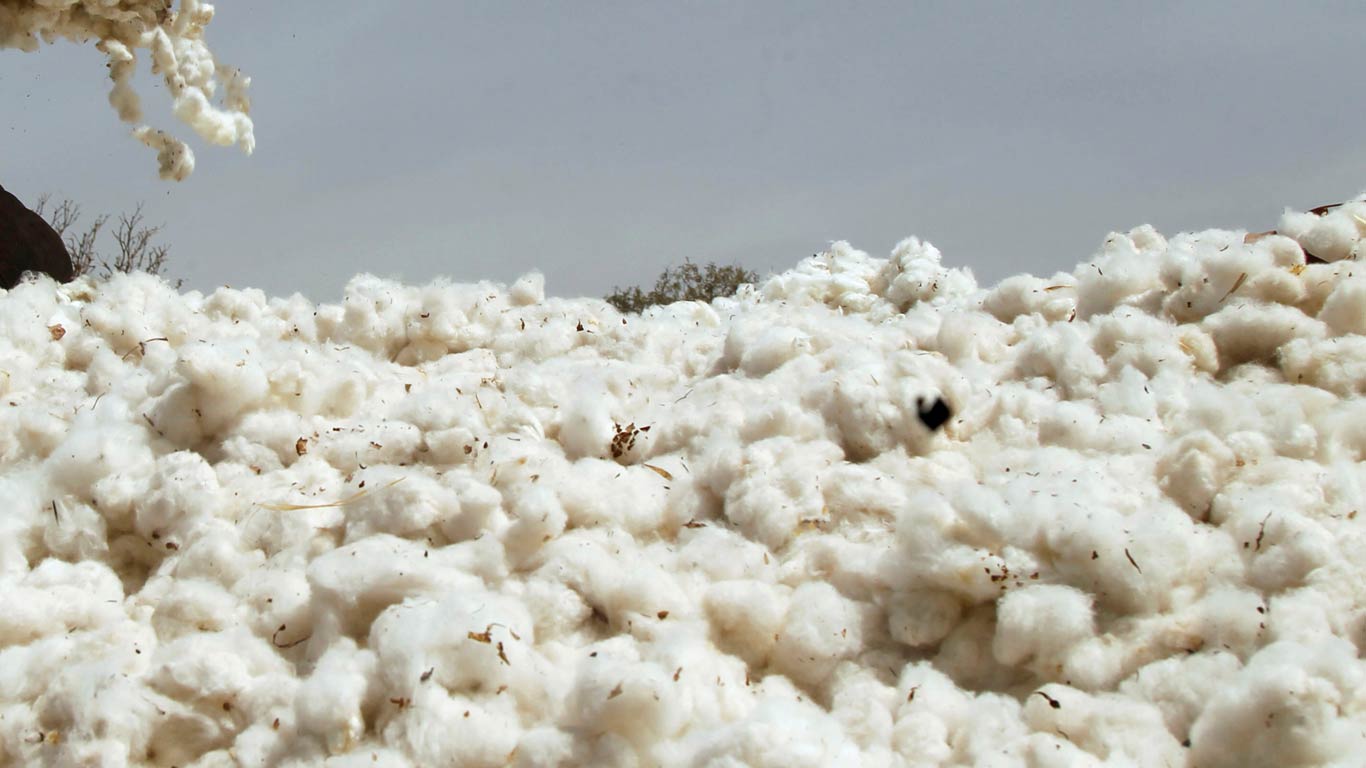 Cotton Output Likely To Be Lowest In 15 Years: CAI