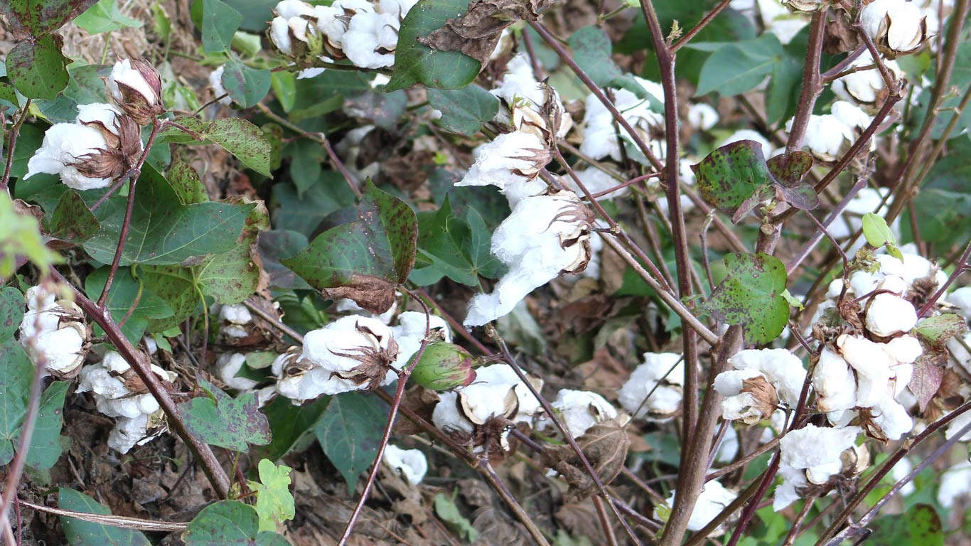 Farmers Abandon Crops in Haryana's Cotton Belt Due to Losses