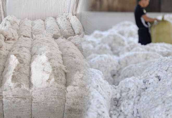 India’s cotton production rises by 20% to 341.91 lakh bales in FY23