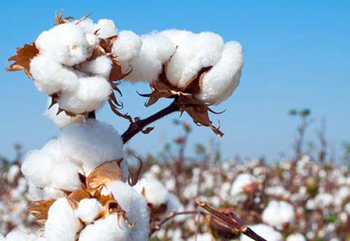 Cotton Council of India to hold its debut meeting on May 28