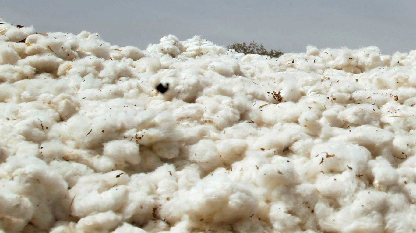 Lower Cotton Yield May Bring-down India’s Exports By 36.53% in 2024-25