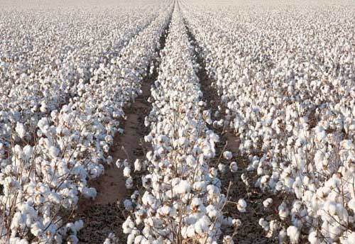 CAI lowers cotton crop estimation for 2021-22 by 5 lakh bales