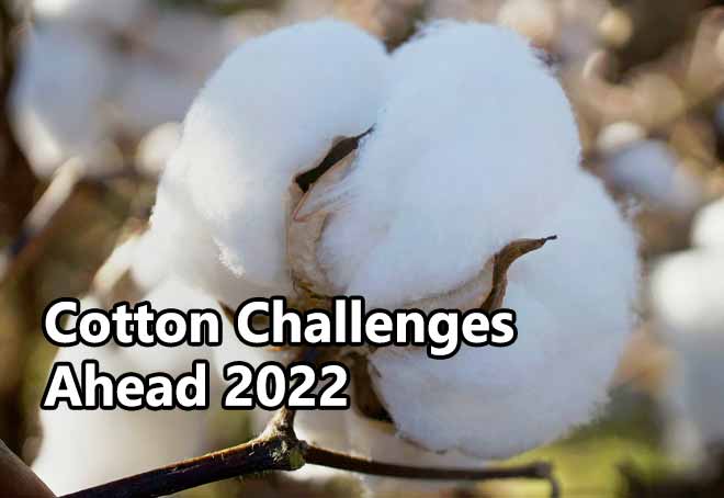 Two-day conference on Cotton to be held in Coimbatore from Aug 5