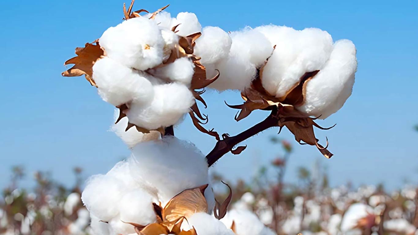 Govt To Extend Cotton Pilot Scheme Following Successful Launch