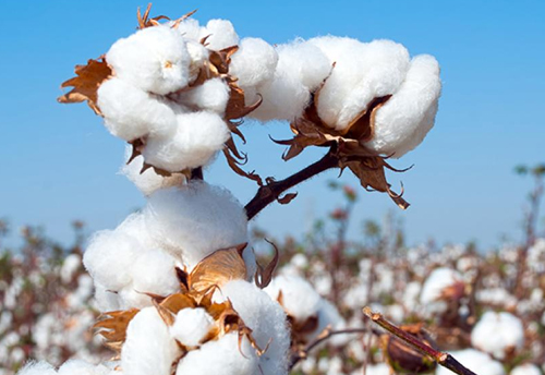 Centre to exempt import duty on cotton