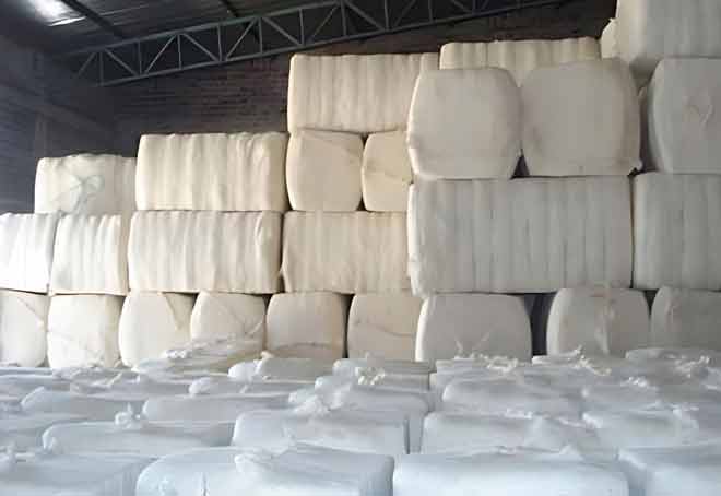 CAI reduces India’s cotton production output to 298.35 lakh bales for FY23