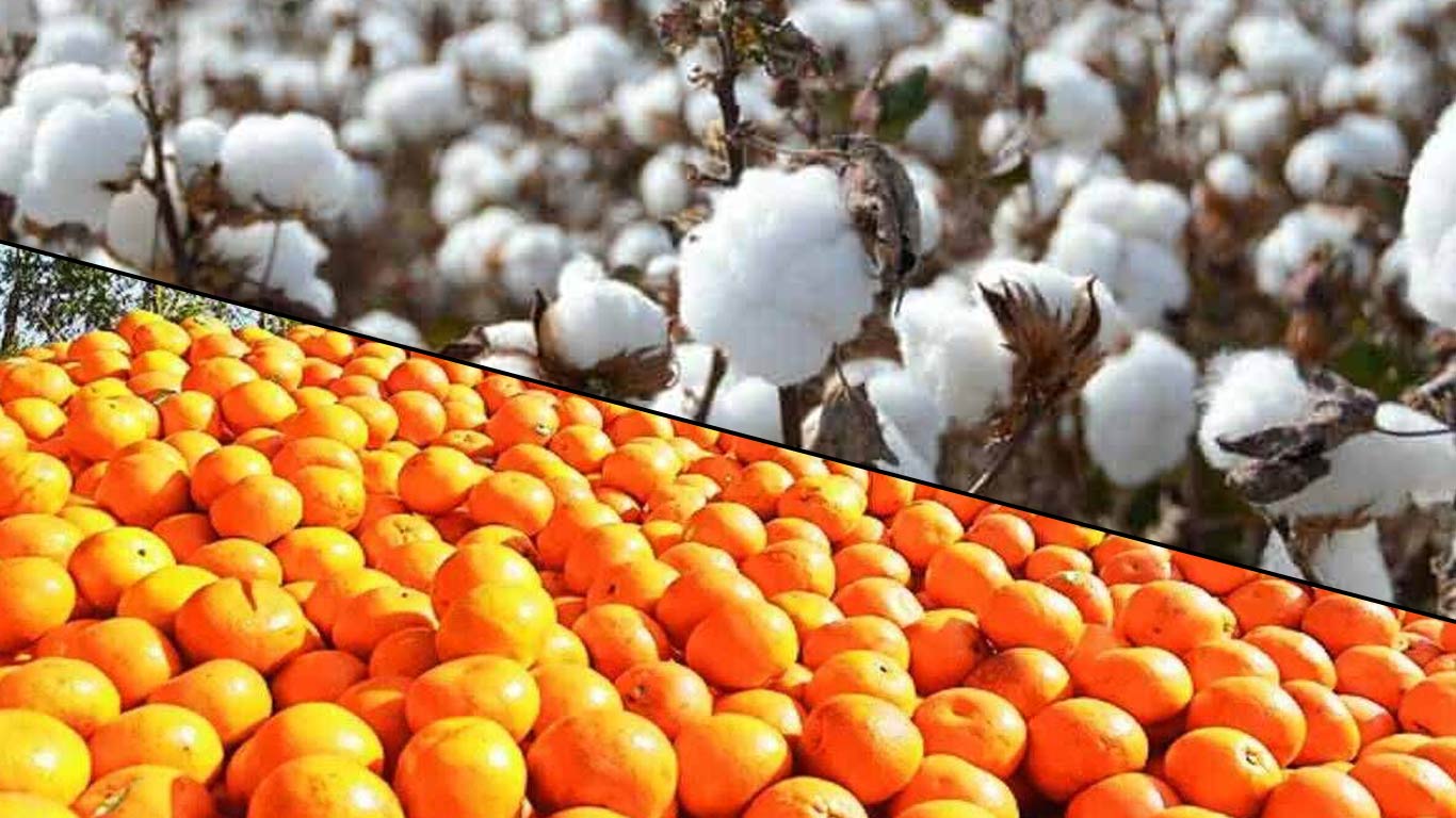 Kinnow & Cotton Growers Distressed In Abohar, Punjab