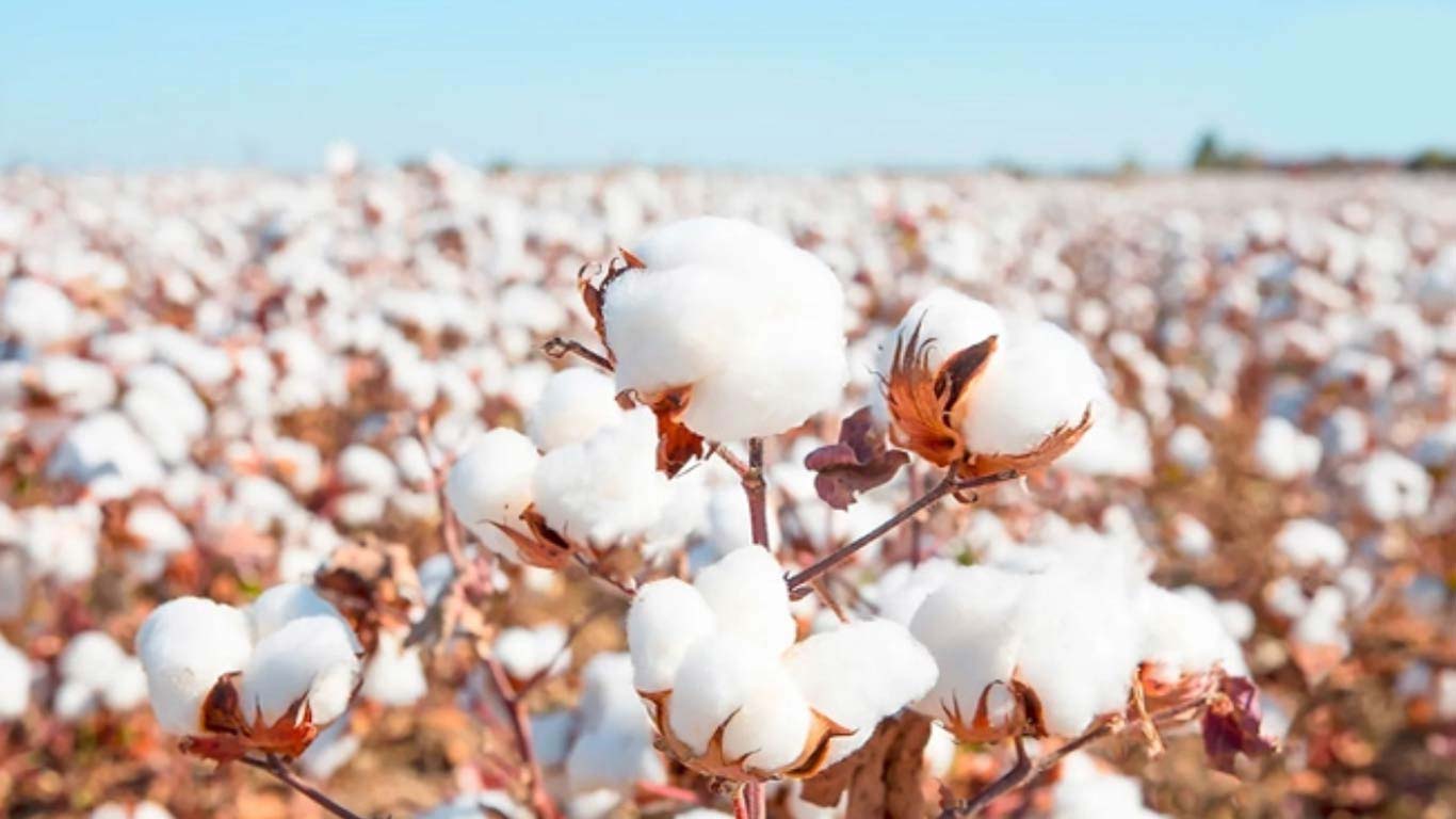 India Challenges Indonesia Against Cotton Yarn Import Restrictions In WTO
