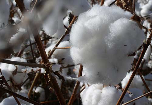 MSMEs in relief; Hail govt's decision to do away with custom duty on cotton till Sept 30