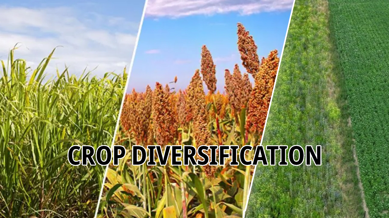 NITI Aayog Report Urges Crop Diversification Amidst Farmer Protests