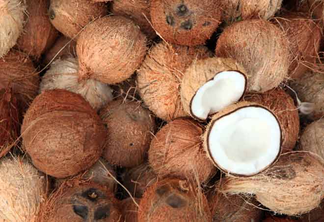 India accounts for over 30% of global coconut production: CDB