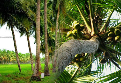 Kerala Govt to set up two coconut parks in Kannur and Kozhikode