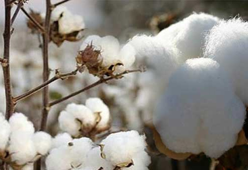 Cotton crop may go as low as 343 lakh bales: CITI