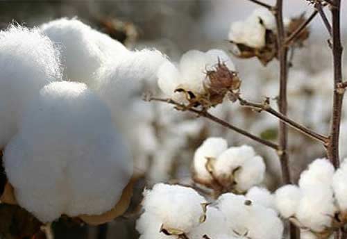 Tamil Nadu CM Stalin urges Textile Minister Goyal to do away with 11% Import Duty on cotton