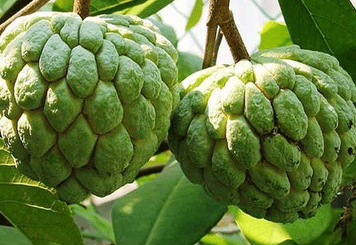 Rajasthan Govt sees huge scope for setting up custard apple processing units in state