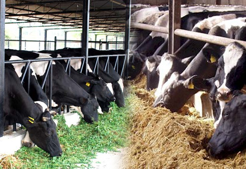 Eight-day model training course for small scale dairy development