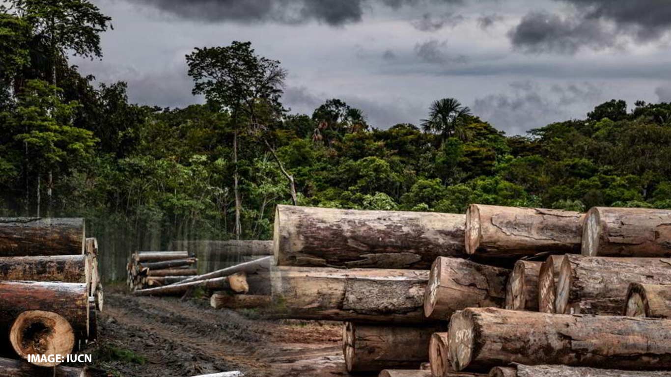 EU Postpones Deforestation Rule, Easing Pressure on Key Exporters
