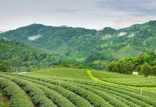 GTA, MSMEs and hill farmers plan to create a Separate Darjeeling Brand for hill produce