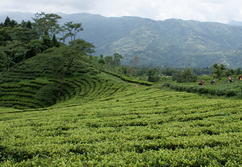 Bengal to create branding of Darjeeling tea to promote exports