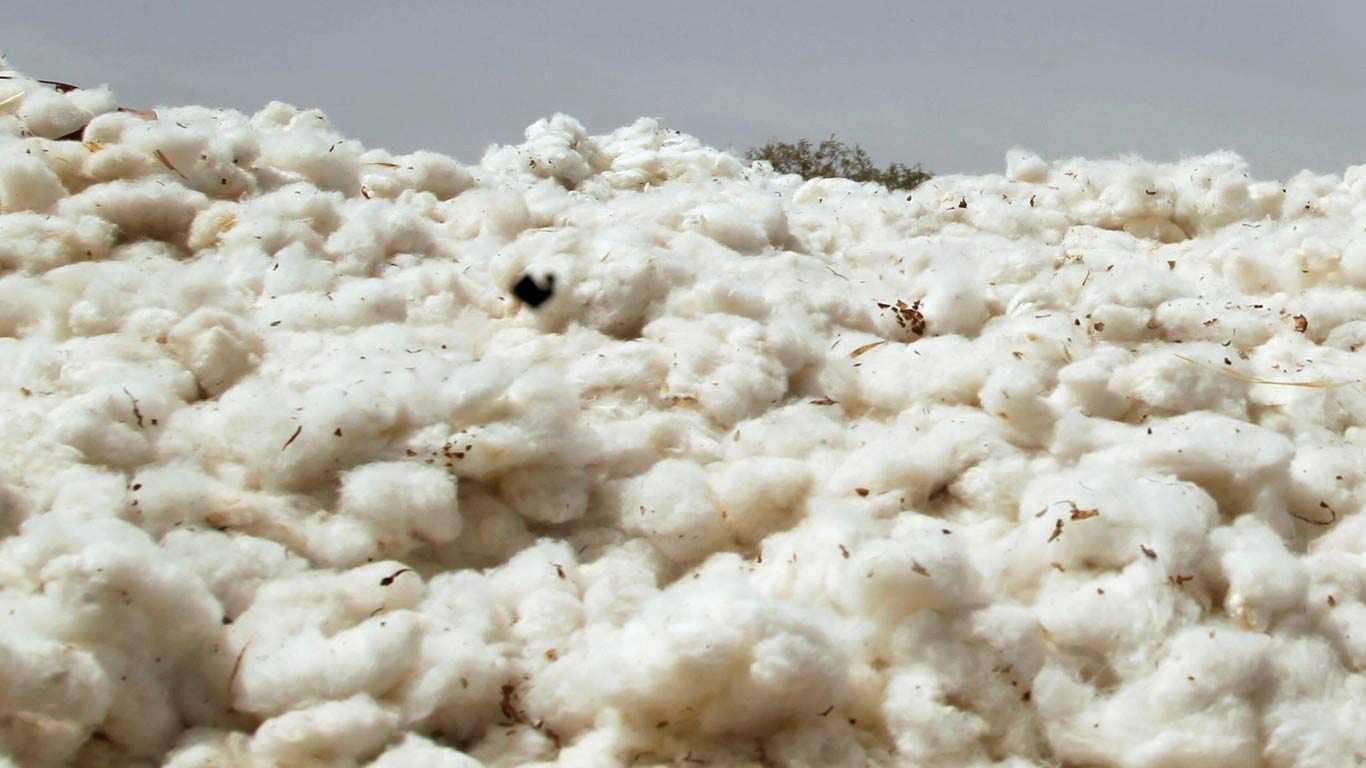 India's Cotton Exports Soar 137% in First Half of Season